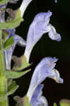 Heartleaf skullcap